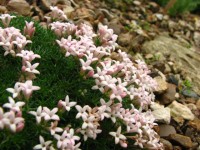asperula nitida
