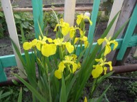 Ирис аировидный