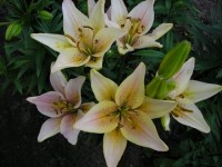 Пикок Крейшн