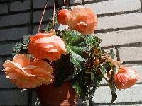 Клубневая бегония Splendide Apricot