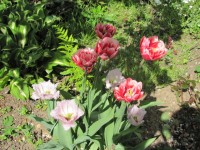 Ариа кард Drumline 3