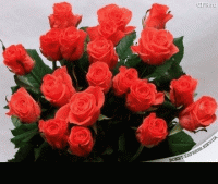 розы юбилейные букеты