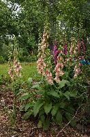 Digitalis purpurea