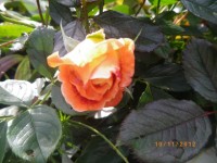 IMGP4491