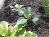 хоста неизвестно 4