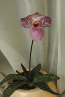 33290 536x800 Magic Lantern 1