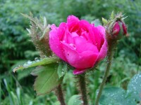 DSC02194