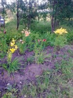 Лилейная горка