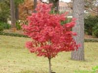 acer palmatum atropurpureu