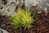 Pinus contorta Golden Striker