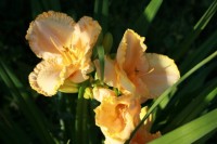 longfields pearl0