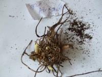 2012 0307 флокс Aureole форум