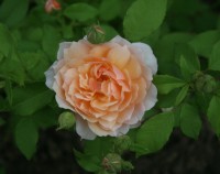 Grace 2