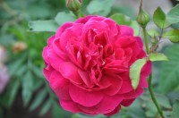 DSC 0043
