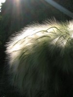 DSCN4112
