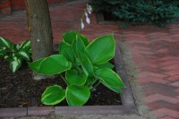 Hosta Lady Isobel Burnet