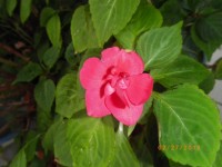 IMGP5061