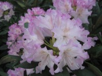 IMG 0653