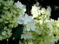 Hydrangea arborescens Hayes Starburst