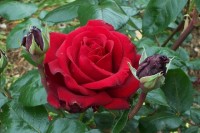 Roza8
