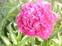P7020028