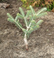 Abies koreana Blue Magic