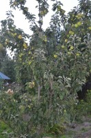 DSC 0033 1