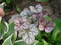 гейхера Morning Star1