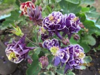 аквилегия Винки синяя