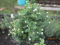 спирея Вангута