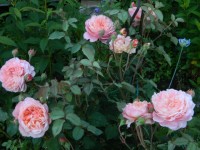 DSCN2096