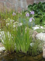 Iris laevigata  Rose Queen