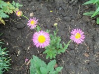 Изображение 046