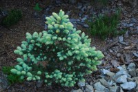 Picea pungens Bialobok