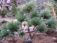 Pinus nigra Nana