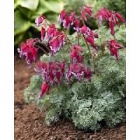 Dicentra Fire Island 500x500
