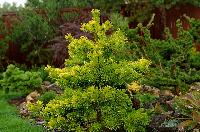 Pinus sylvestris Trollguld  2