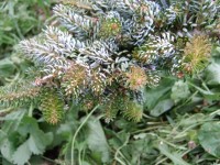 Abies koreana  Kohout s Hexe   2