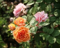Pr  Margaret