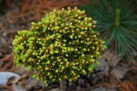 Picea abies Hasin 27 мая 2011 год