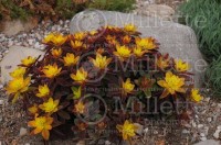 Euphorbia Bonfire1