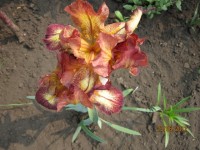 ирис Африкан кван2