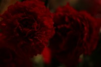 IMG 6459
