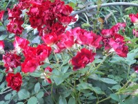 DSCF1279