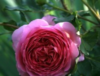 Jubilee Celebration