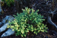 Abies koreana Bonsai Blue