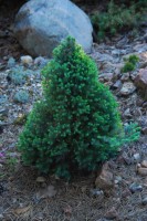 Picea glauca Conica Blue 2011 год