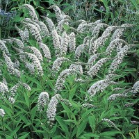 Lysimachia cletroides