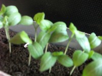DSCF2564