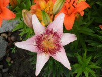 005